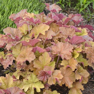 Heuchera Caramel